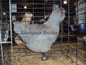 SC District 2014 BV AOV Self-Blue Pullet